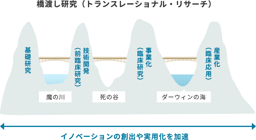 橋渡し研究（トランスレーショナル・リサーチ） 